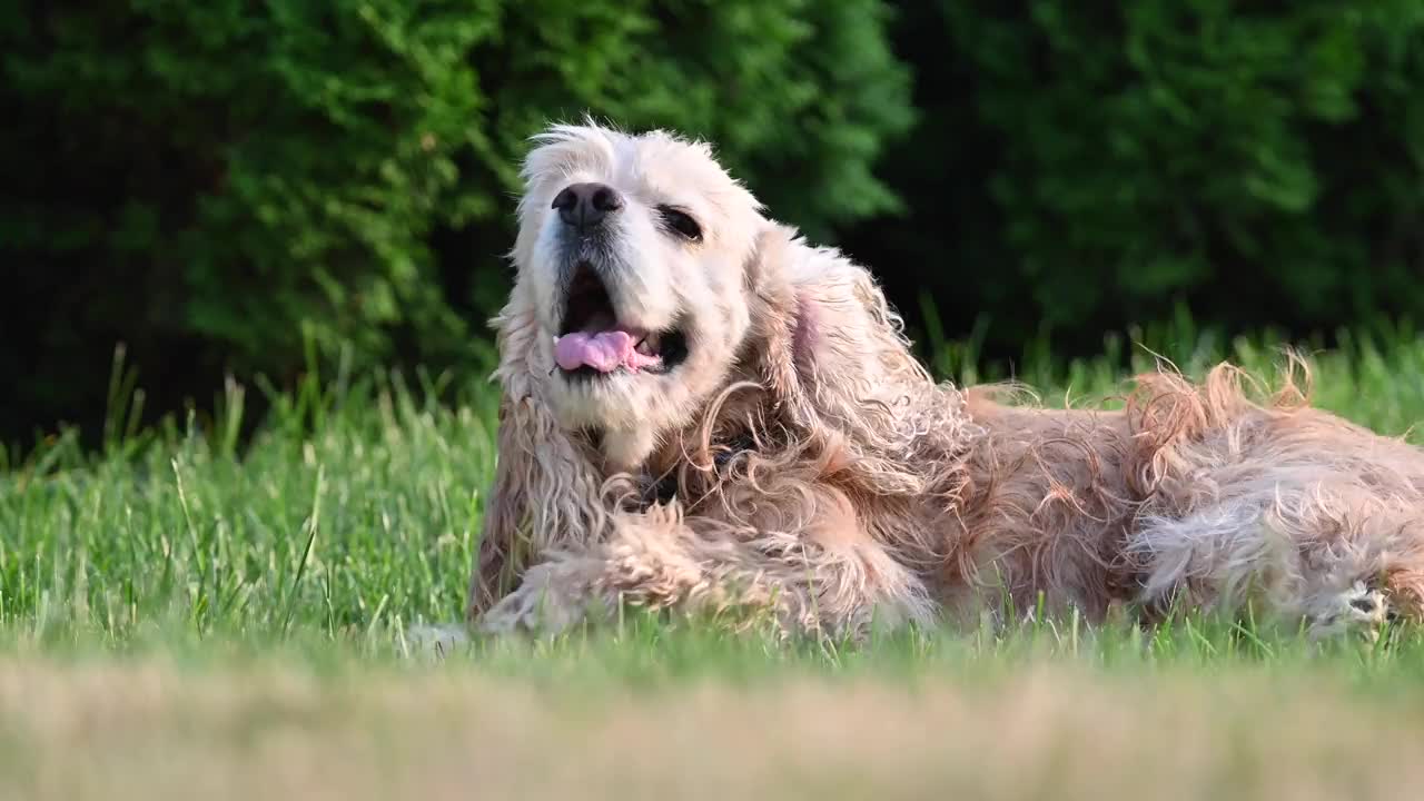 那只西班牙猎犬躺在草坪上，伸着舌头。视频下载