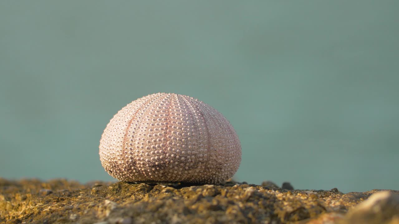 海胆尸体在海边的岩石上晒干，波斯尼亚视频素材