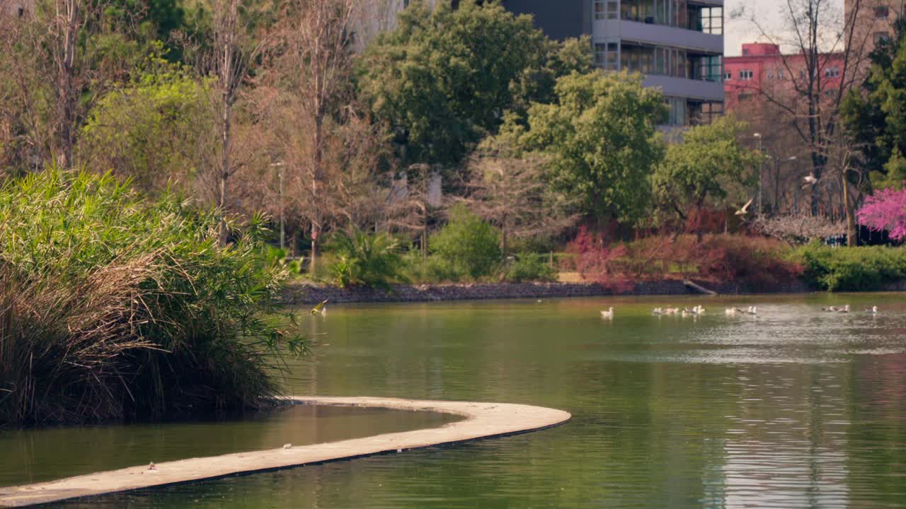 鸟儿在宁静的碧水上翱翔的美丽景色视频素材