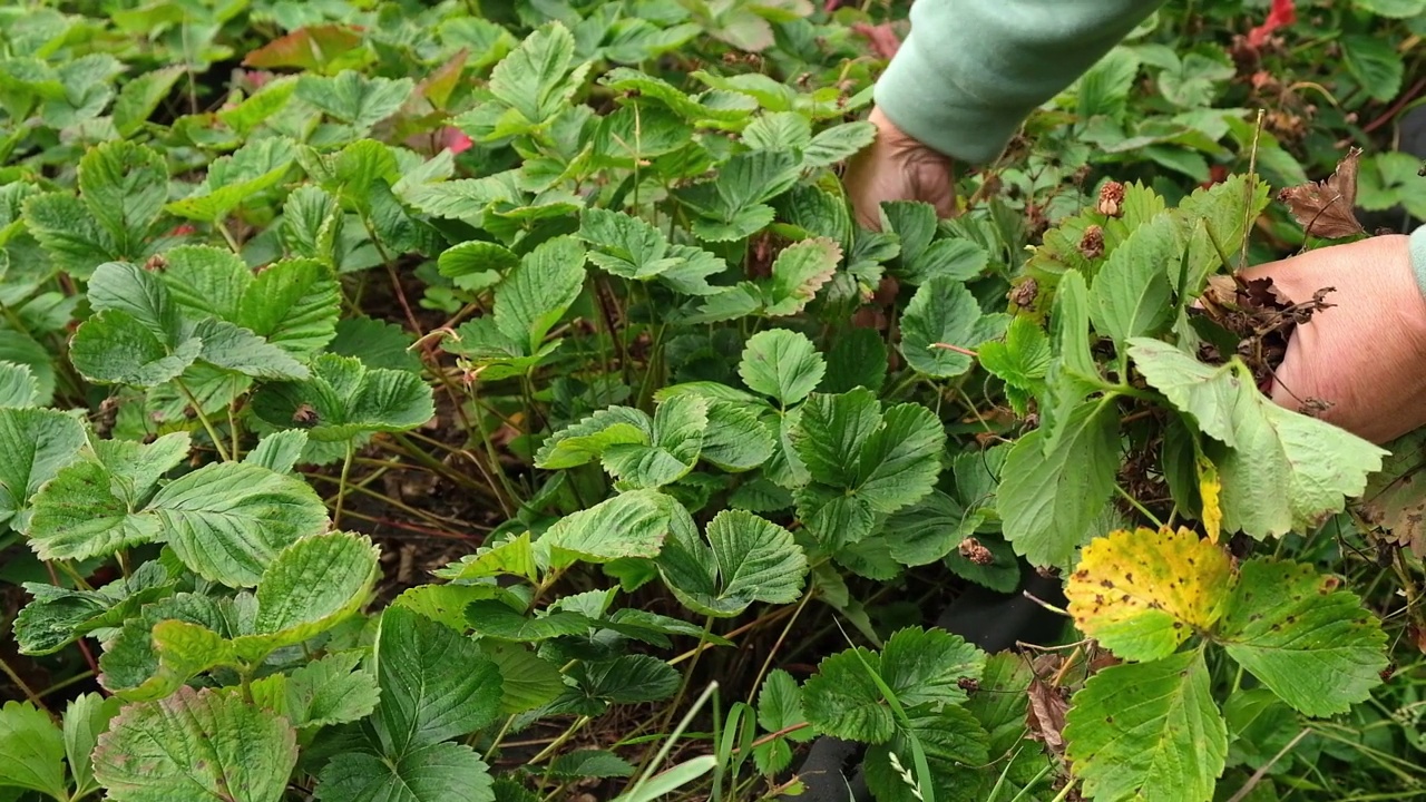 高级女园丁除去老的、无用的、干的、不健康的叶子，草莓匍匐茎，善良的、奔跑的视频素材