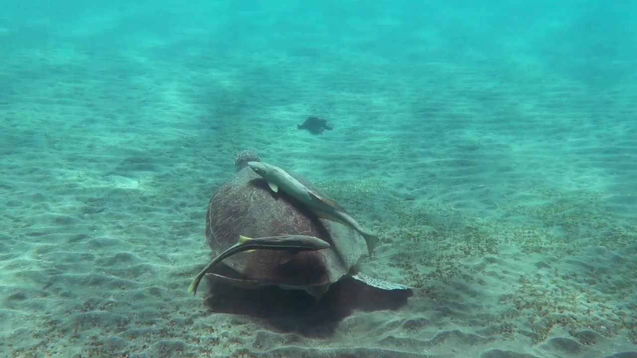 在海底与两只竞争对手的清洁鱼一起吃海龟视频素材