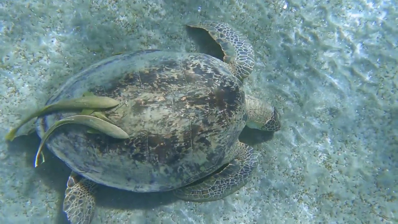 奇妙的红海玳瑁龟在海底浮潜期间视频素材