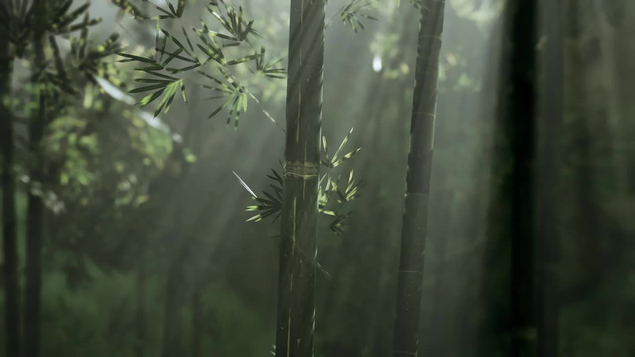 清晨阳光下青翠的竹林视频素材