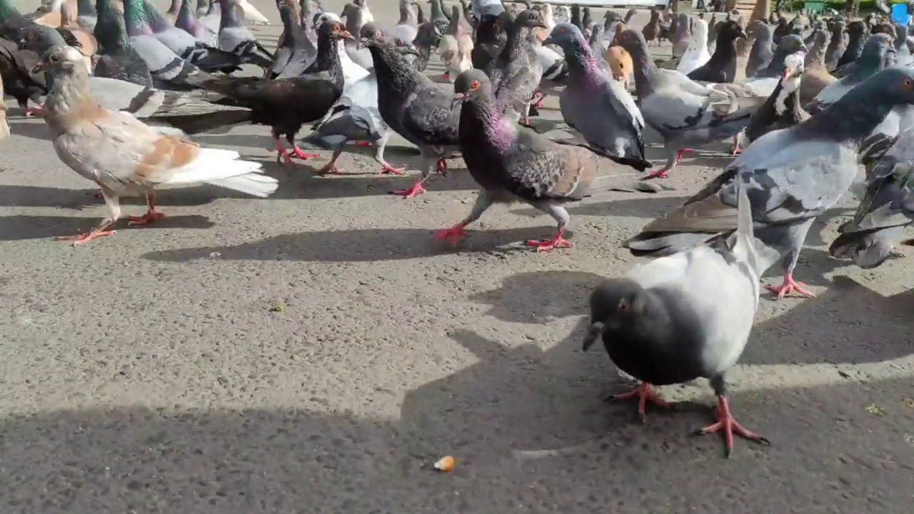 这只家鸽(Columba livia domestica)正在争夺食物。视频下载