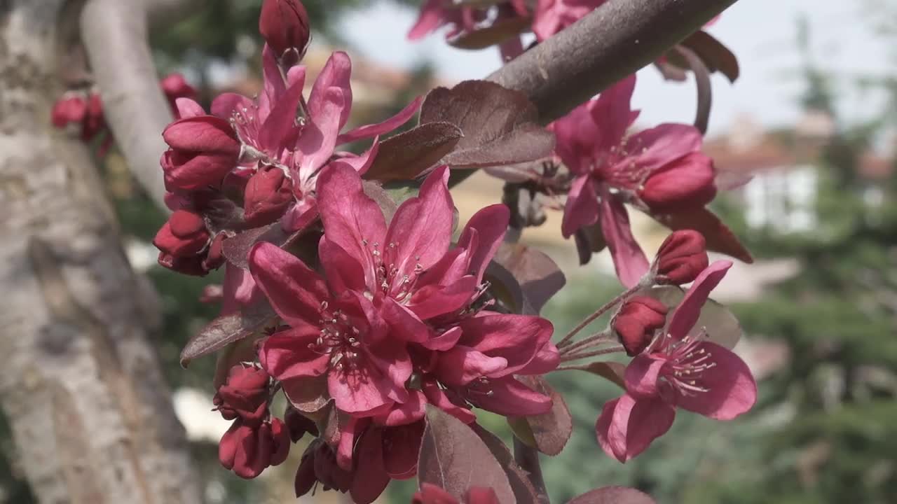 大黄蜂在花园里粉红色的樱花周围飞来飞去视频素材