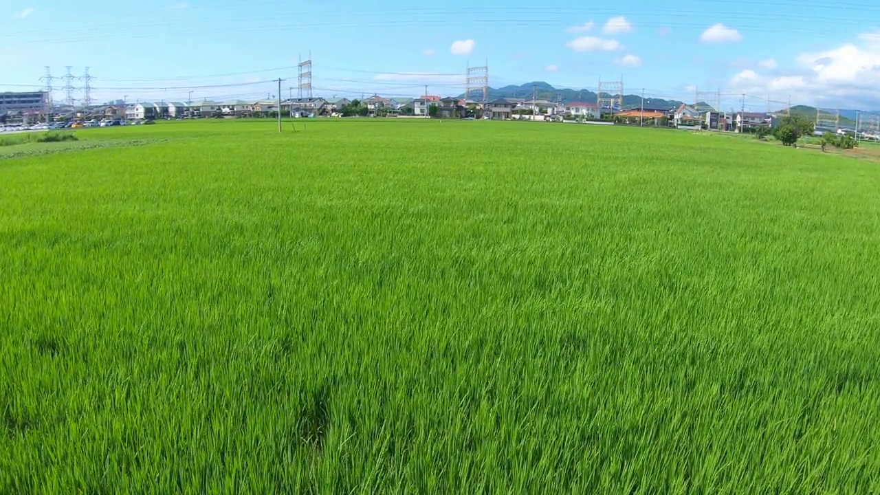 绿草稻田在夏天随风摇曳视频下载