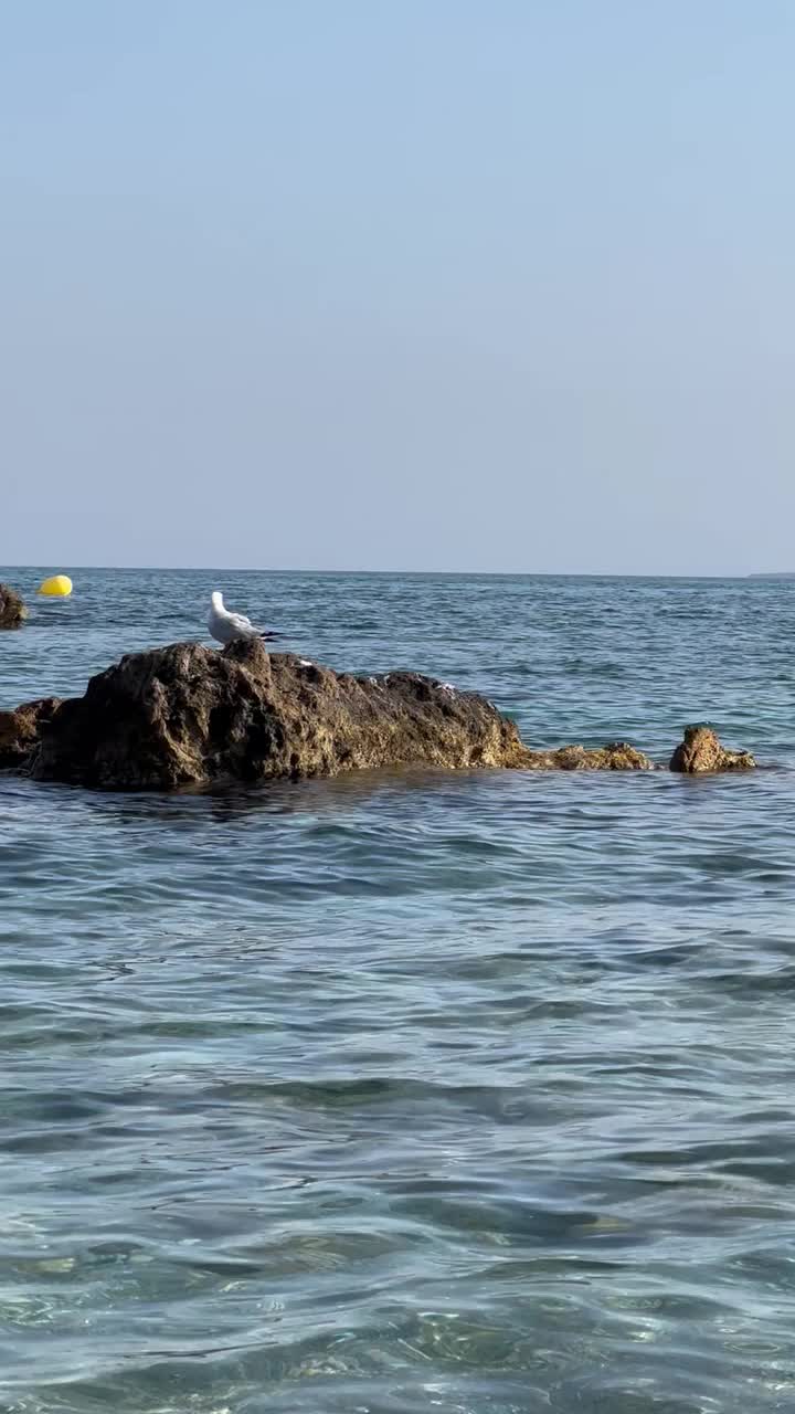 海鸥在海上的岩石上休息视频下载