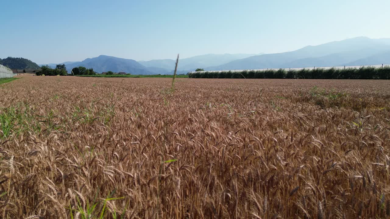 无人机在麦地上低空飞行，地平线上有树和蓝天视频素材