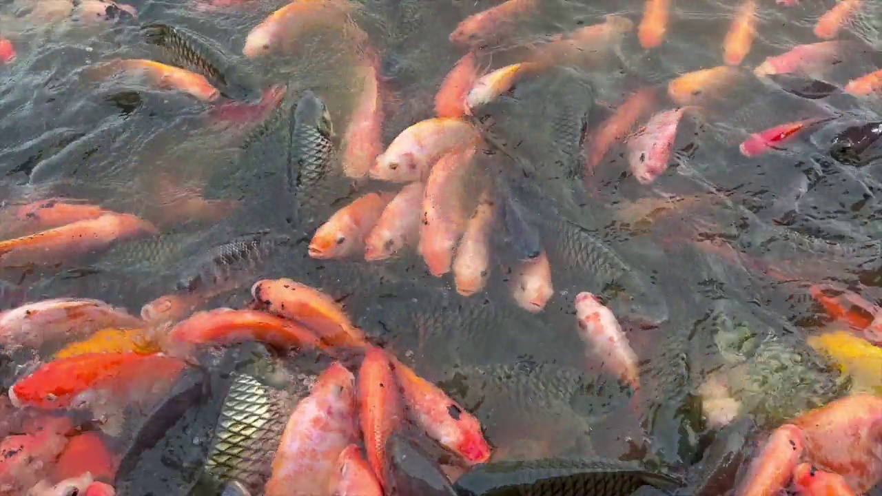 许多鱼在游动觅食。视频下载