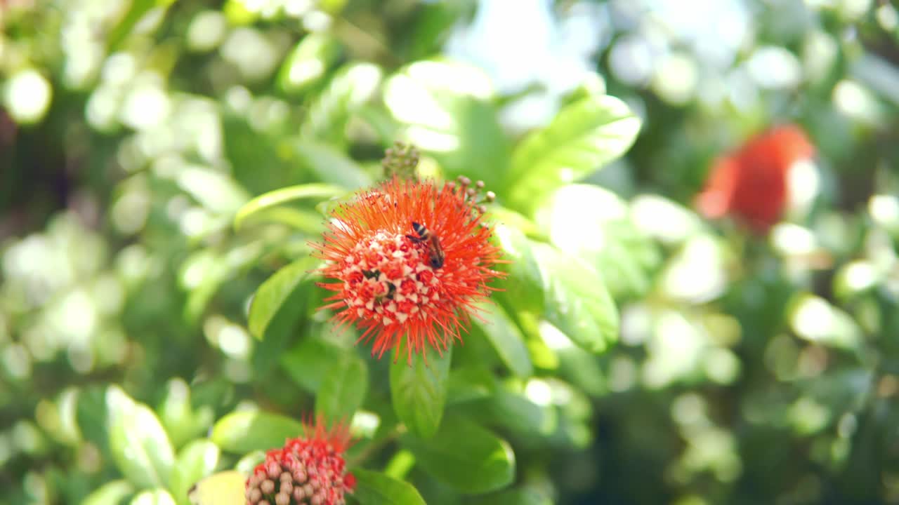 蜜蜂和蝴蝶视频素材