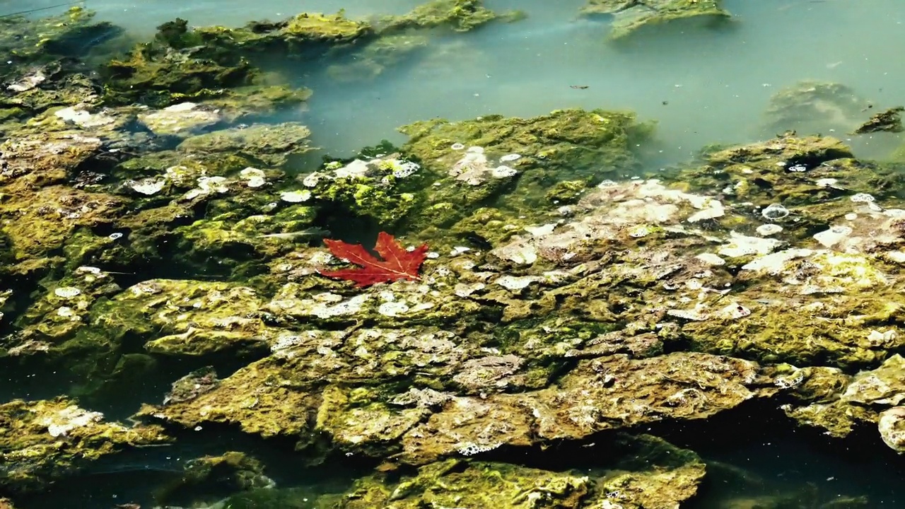 海洋污染视频素材