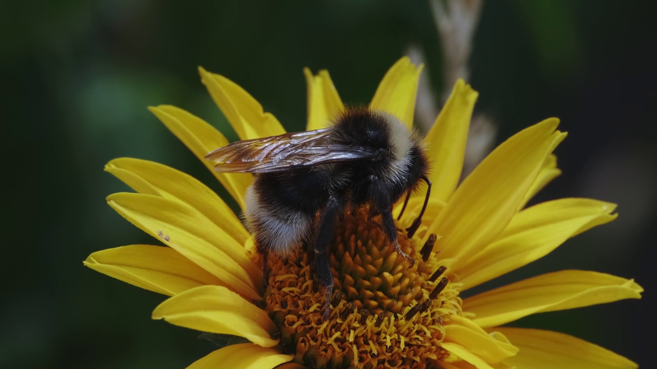 一只大型花园大黄蜂或野生大黄蜂正在为一朵花授粉。Bombus ruderatus视频素材