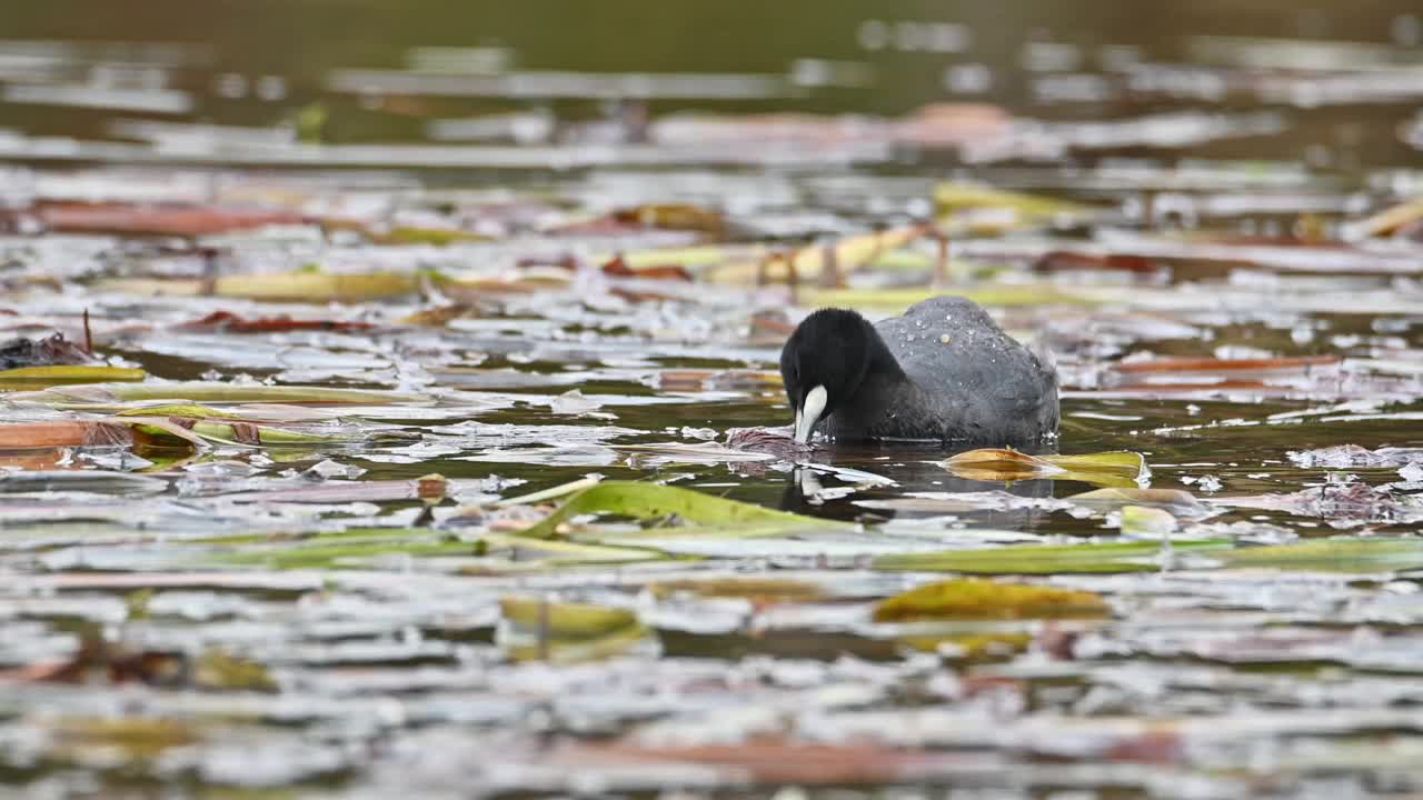 欧亚白骨顶(Fulica atra)视频素材