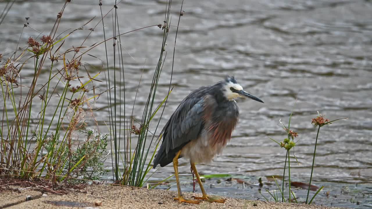 蓝鹭(Ardea herodias)视频素材