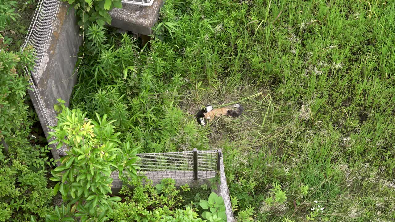 流浪猫，三只小猫，睡在草地上视频下载