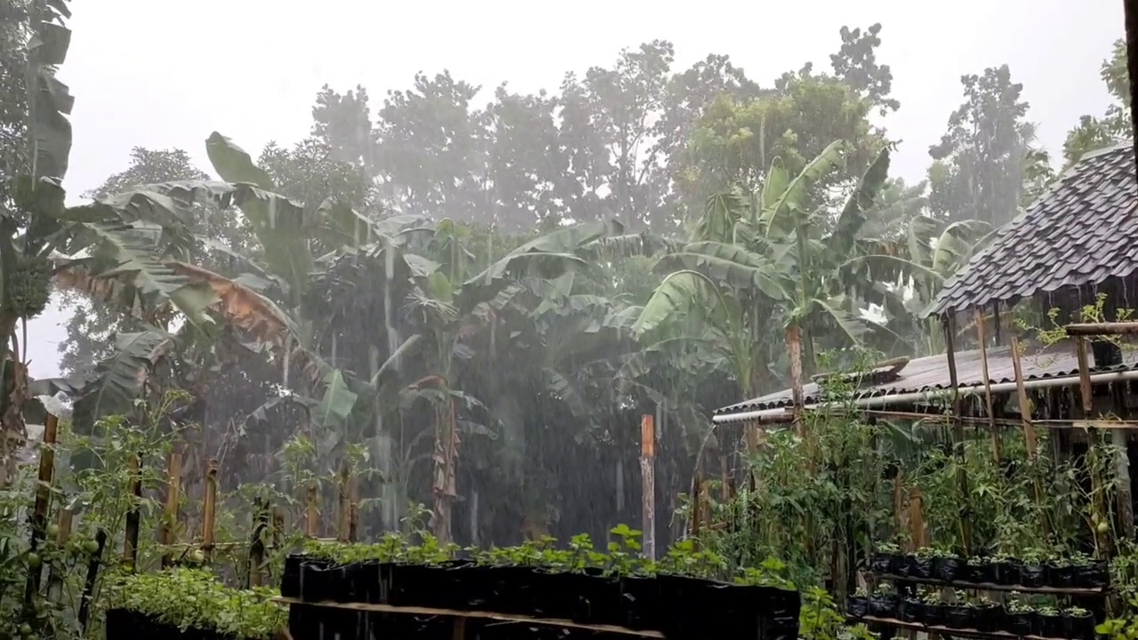 森林附近的乡村正在下雨视频素材