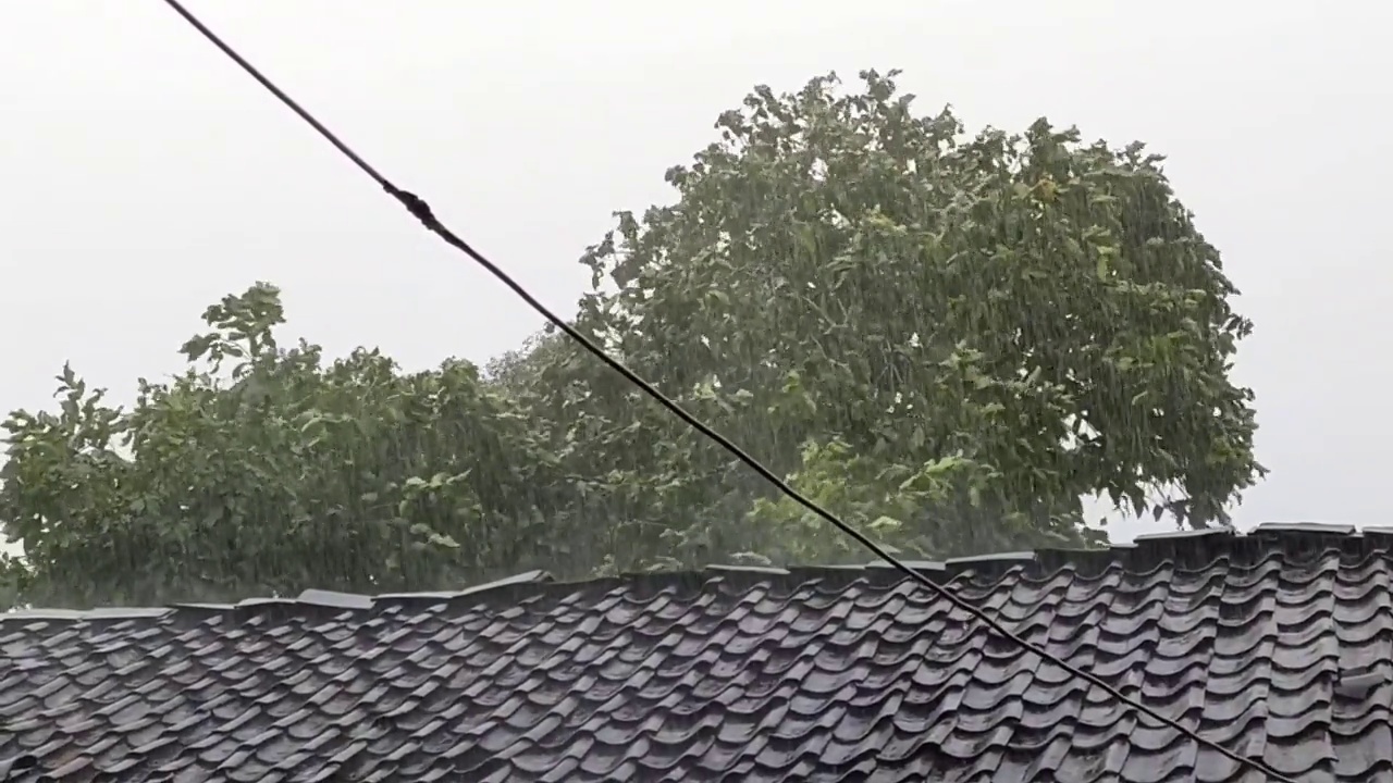 老房子后面的树被雨淋得剧烈摇晃视频素材