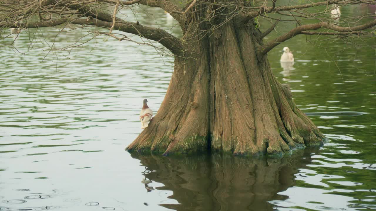 一棵树立在水里视频素材