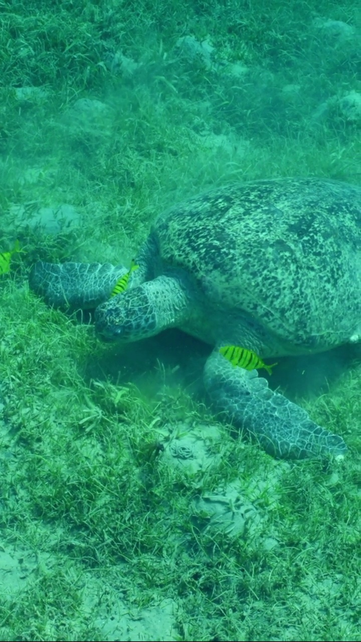 绿海龟和一群金银鱼在喂海草视频素材