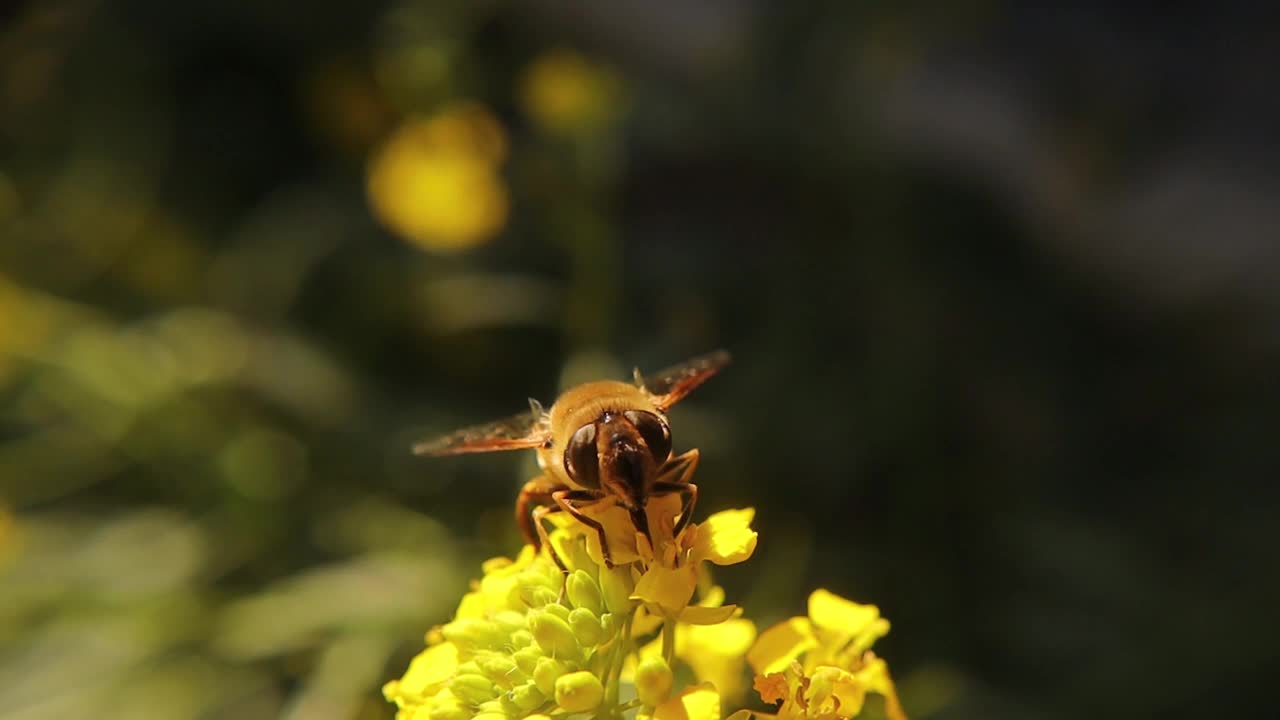 食蚜蝇啜着黄花的花蜜。
普通雄蜂(Eristalis tenax)
没有蜜蜂。视频素材