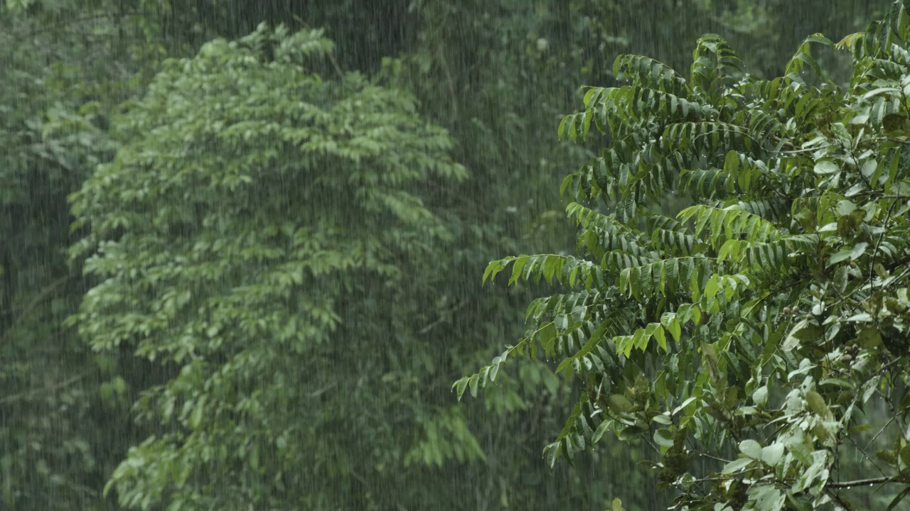 委内瑞拉热带雨林的暴雨。视频素材