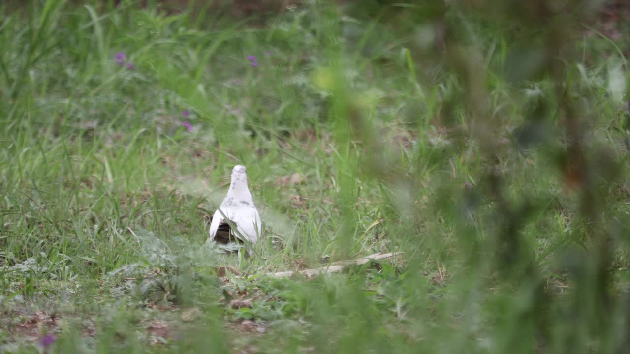 巴基斯坦的鸟类视频素材