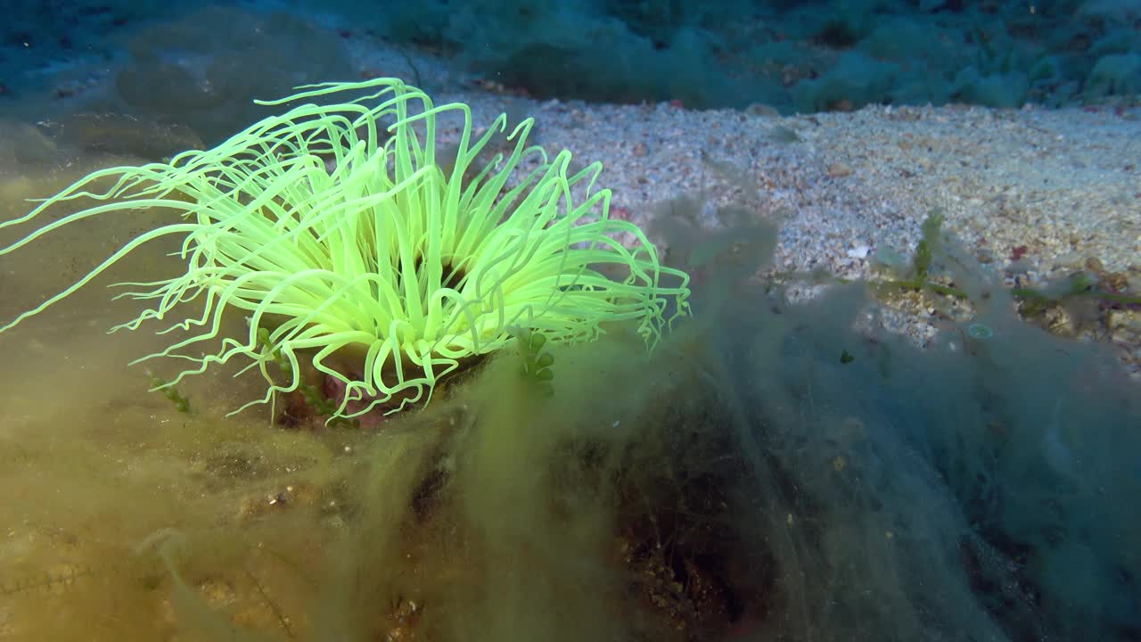 深海生物——46米深的荧光海葵视频素材