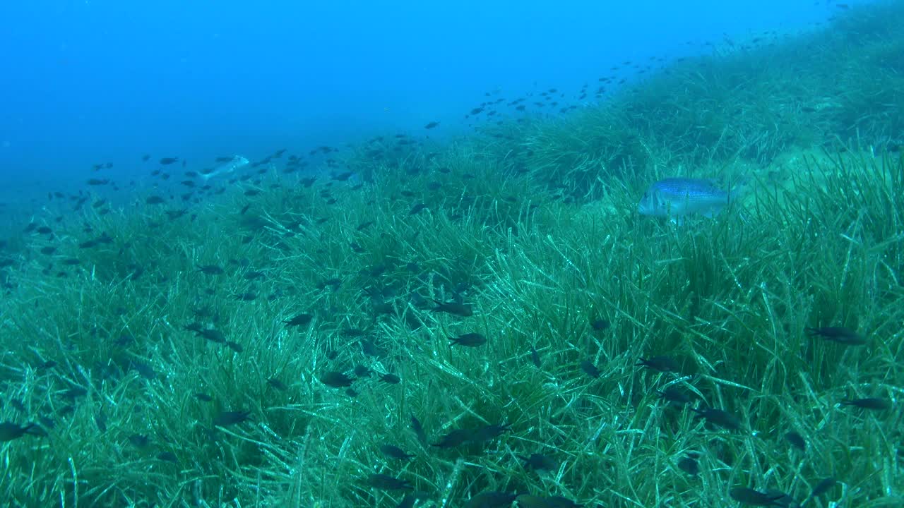 地中海海洋生物-波西多尼亚海藻场中的牙齿鱼视频素材