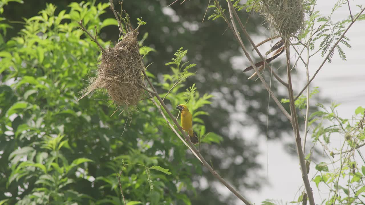 一只金黄色的麻雀栖息在鸟巢附近的树枝上。视频素材