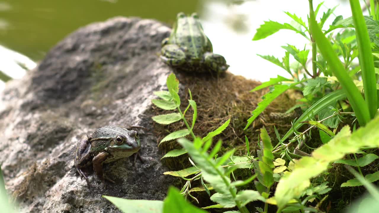 两只青蛙在水边视频下载