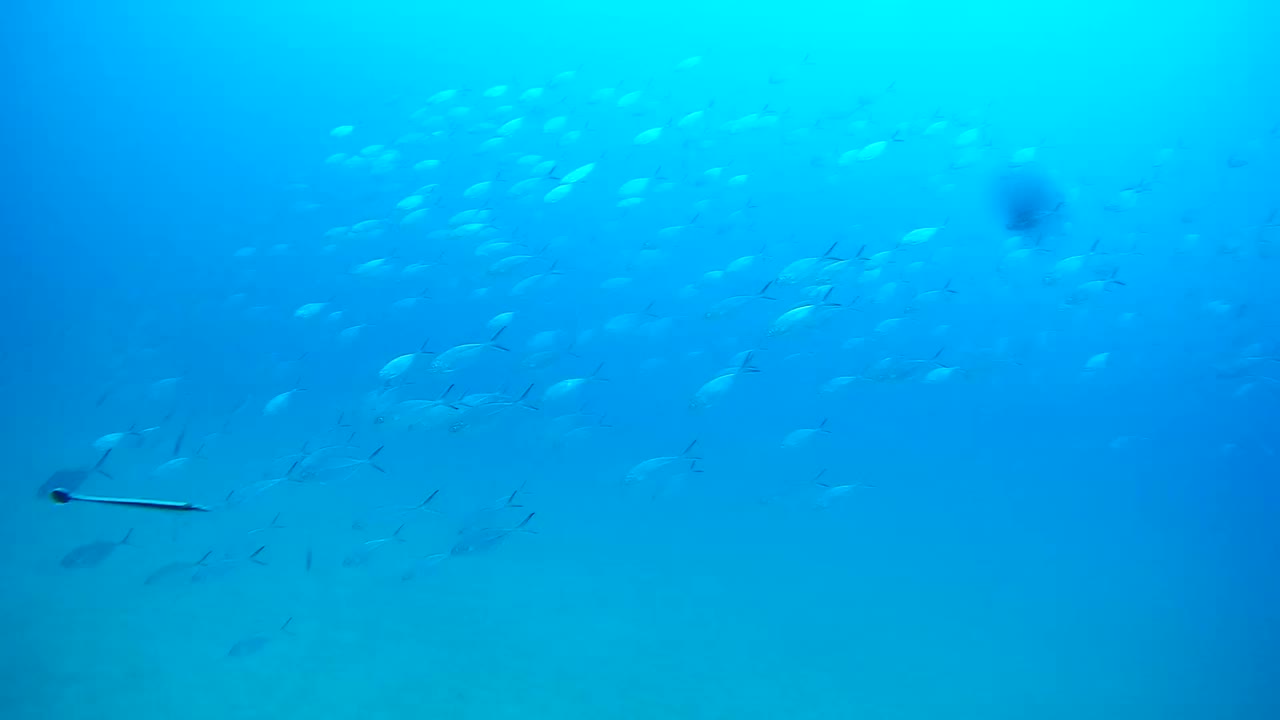 大海里的一群鱼，潜水，泰国视频素材