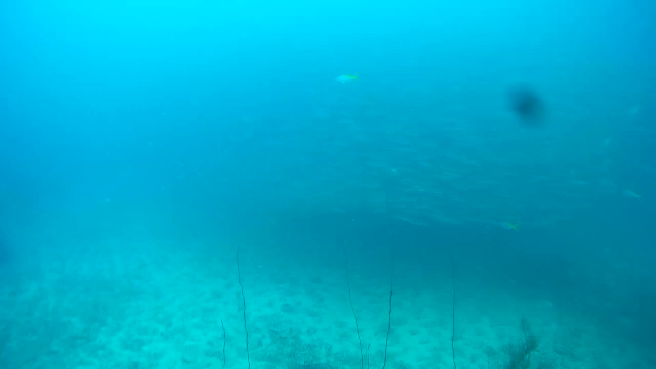 大海里的一群鱼，潜水，泰国视频素材