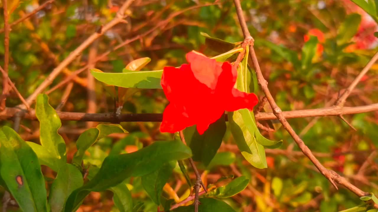 红色的花视频素材