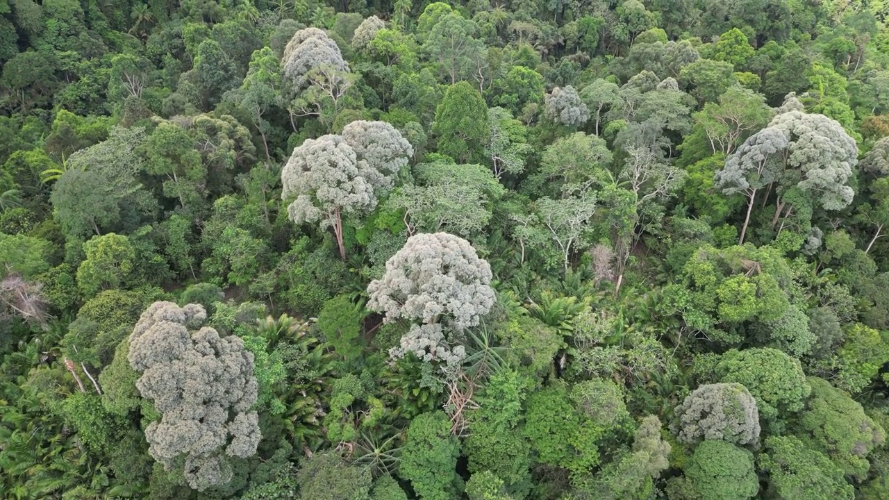 从空中飞过马来西亚热带雨林视频素材