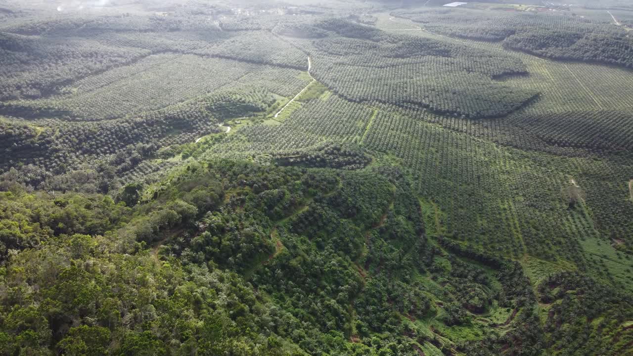 鸟瞰山坡上的油棕树。视频素材