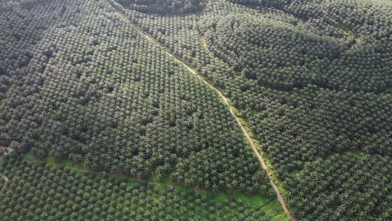 油棕种植园上空航拍视频素材