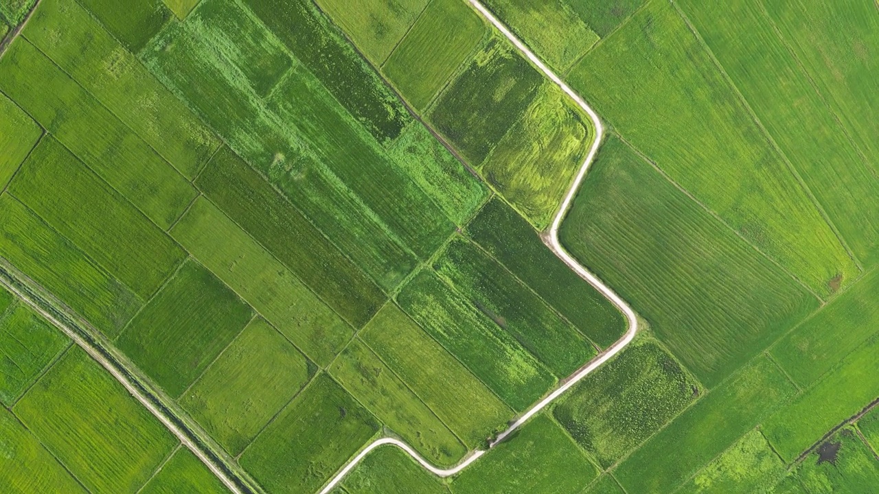 从空中俯瞰马来西亚绿油油的稻田视频素材