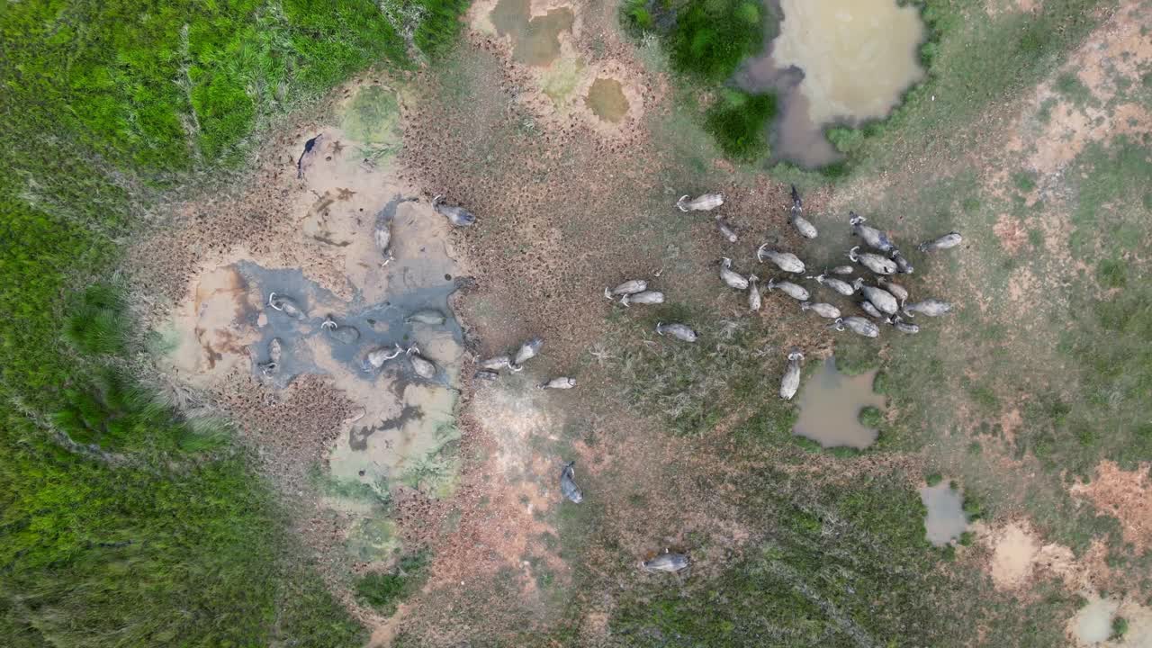 鸟瞰一群水牛在洗澡视频素材