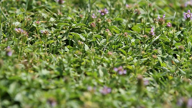 矮草娃娃和蜜蜂视频素材