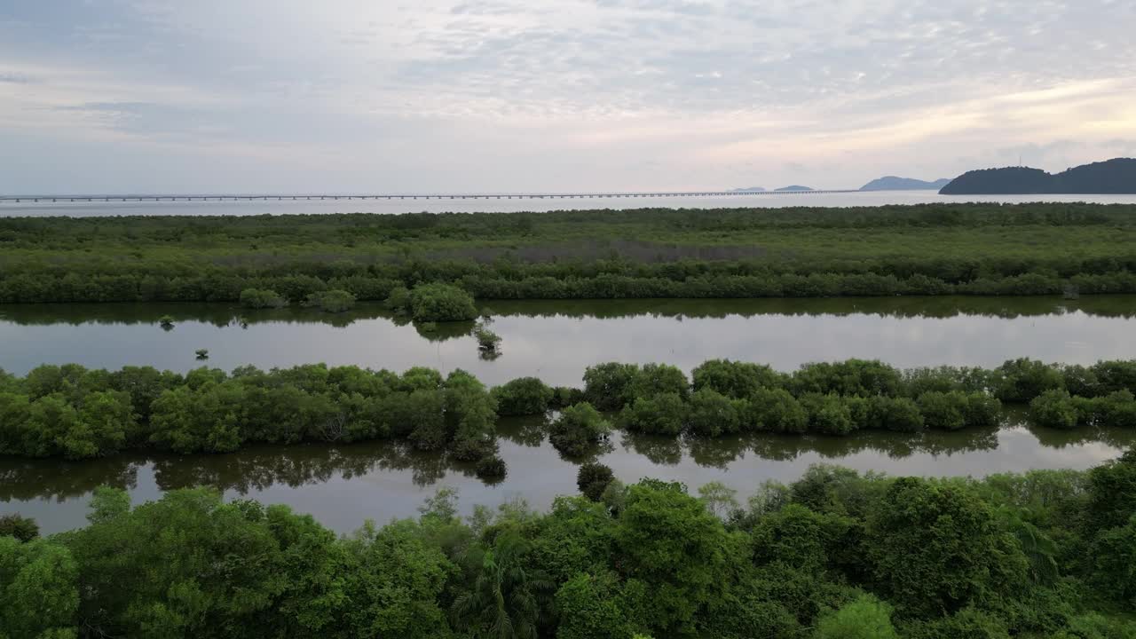 宁静的湿地依偎在充满活力的红树林中视频素材