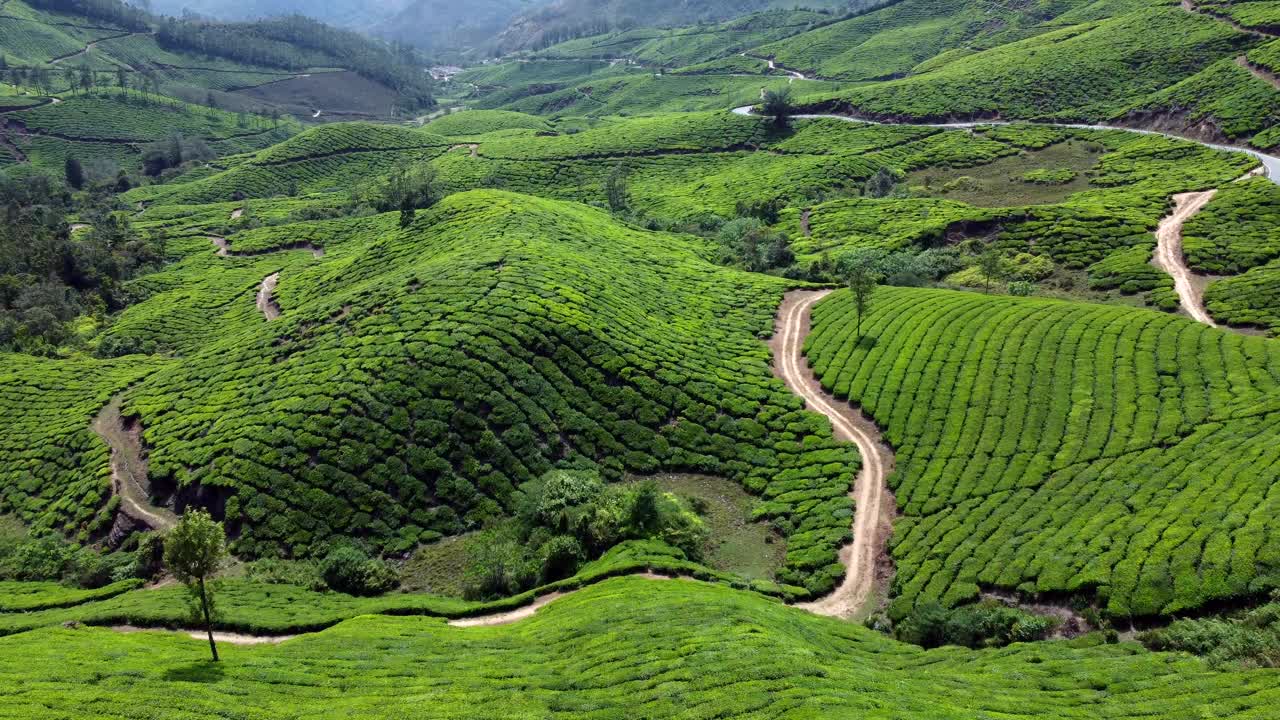 美丽的绿色景观鸟瞰穆纳尔茶园，喀拉拉邦，印度南部视频素材