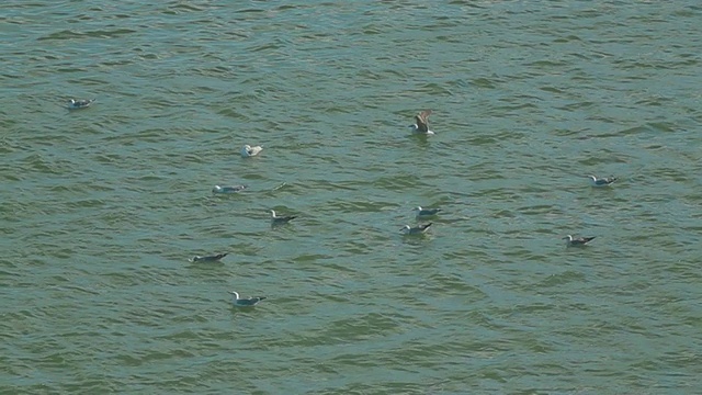 海鸥漂浮视频素材