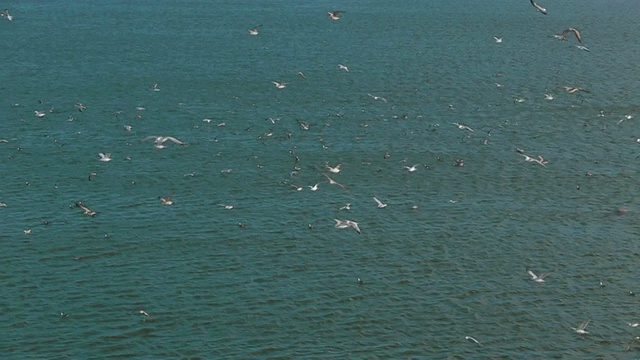 海鸥飞过湖面视频素材