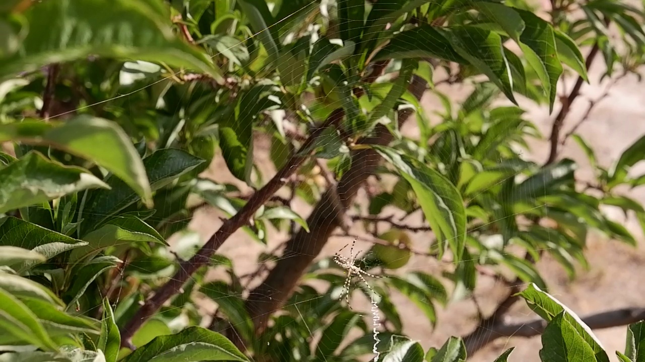 蜘蛛在网上行走视频下载