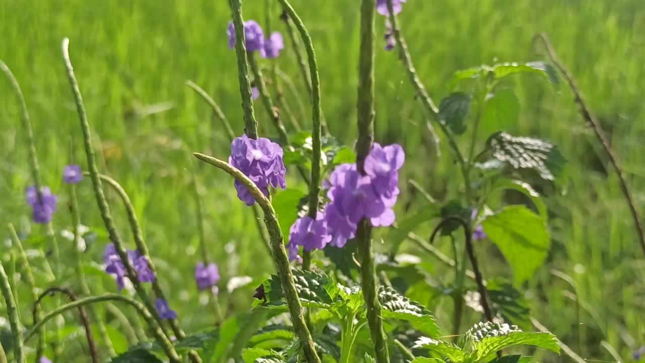 紫色的花视频素材