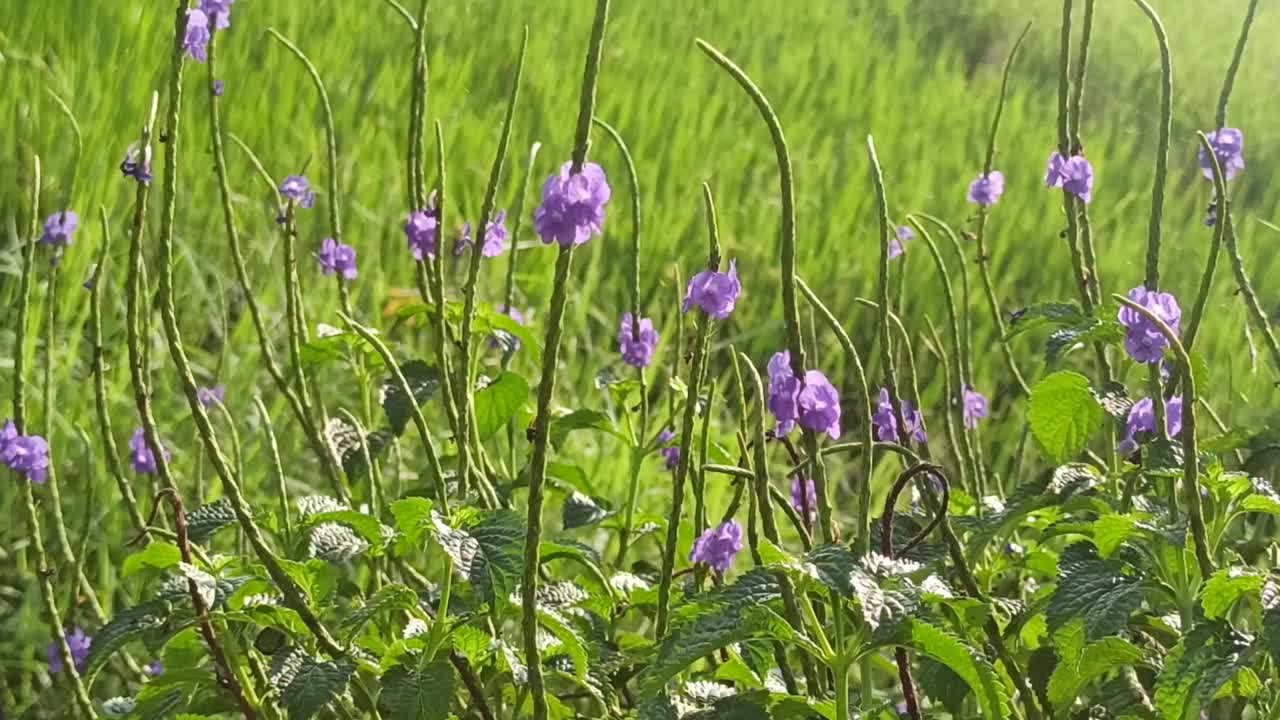 紫色的花视频素材