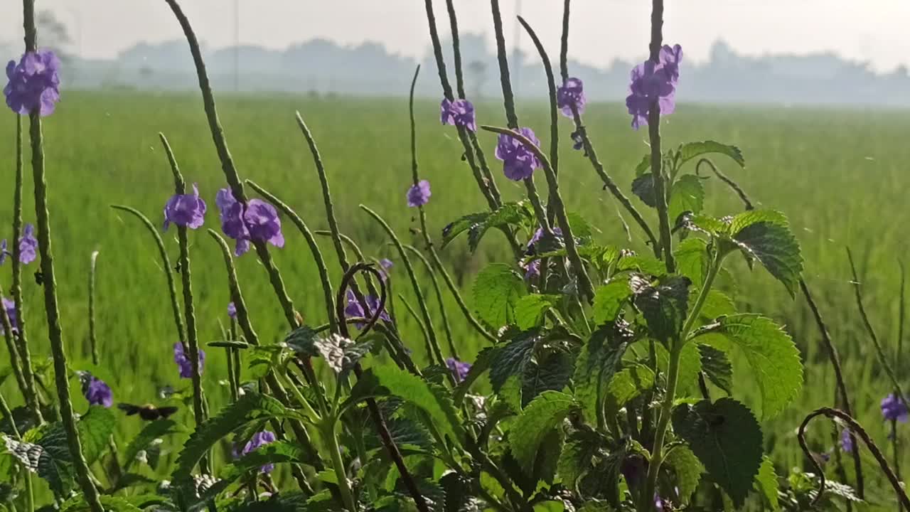 紫色的花视频素材