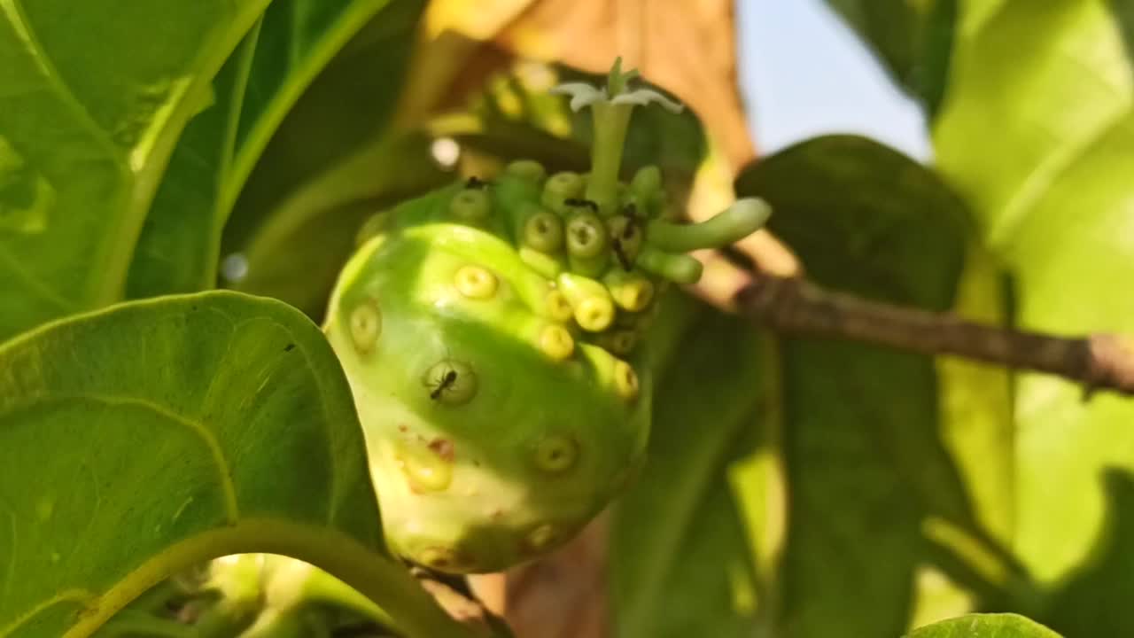 诺丽果汁的水果视频素材