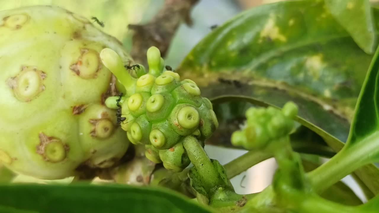 诺丽果汁的水果视频素材