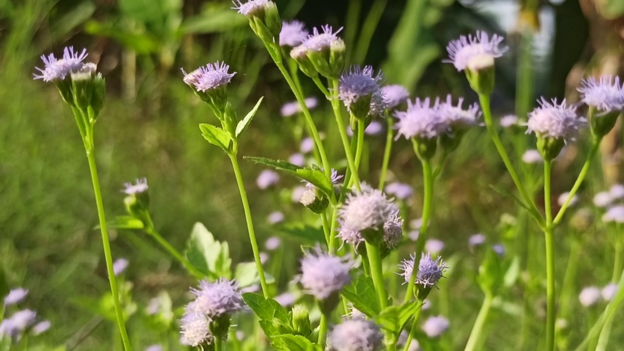 小花视频素材